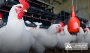 افزایش 63 درصدی قیمت جوجه یک روزه