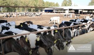 «زشریف» نیمه نخست را چگونه سپری کرد؟