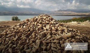 تحقق سود 292 تومانی هر سهم در «قپیرا»