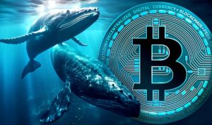 بزرگترین فروش نهنگ‌های بیت‌کوین از سال 2022؛ فشار بر بازار و نقش حمایتی ETFها