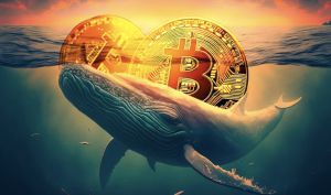 افزایش چشمگیر انباشت بیت‌کوین توسط نهنگ‌ها؛ نشانه‌ای از تداوم علاقه مؤسسات