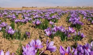 بحران برداشت زعفران؛ کارگر هست، اما به مزرعه نمی‌رسد | تولید ۵۰۰ تن زعفران در خطر ناهماهنگی بازار کار