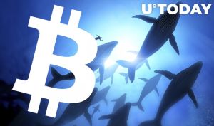 خرید روزانه یک میلیون دلار بیت کوین توسط یک نهنگ