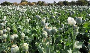 عضو کمیسیون بهداشت مجلس: میزان کشت خشخاش در استان‌های ایران بسیار بالا رفته/ در استانی که قبلا برنج می‌کاشتند، امروز به کاشت خشخاش روی آوردند