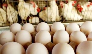 اتحادیه مرغ تخم گذار تهران: قطعا قیمت تخم‌مرغ افزایش خواهد یافت