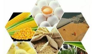 رانت ۱۸ هزار میلیارد تومانی ارز ۴۲۰۰ تومانی برای خواص