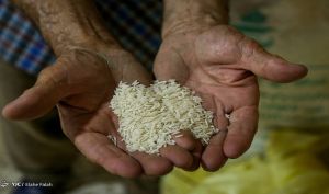 واردات، ترمز گرانی برنج ایرانی را کشید