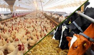 درخواست واردکنندگان خوراک دام و طیور؛ واردات خوراک دام و طیور از مالیات بر ارزش افزوده معاف شود
