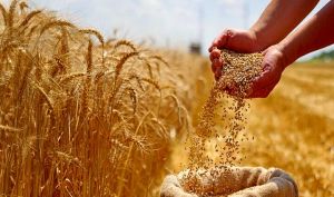 نرخ رز واردات گندم برای سال 1405 مشخص شد