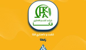 خبرهای مهم از «زفکا»: حاشیه سود به ۲۰ درصد رسید؛ خرید ۴۰۰ رأس گاو
