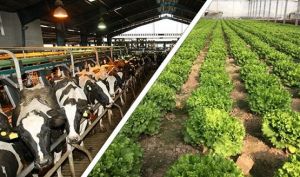 سیگنال خرید در گروه زراعت از دل گزارش‌های فصلی