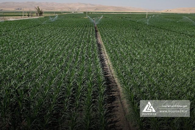 درآمد مهر بهاران گلبهار افت کرد؛ سرعت رشد فروش کند شد