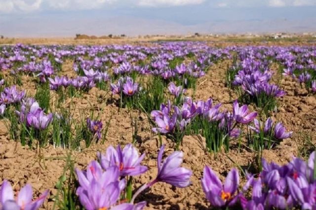 زعفران خراسان شمالی بورسی شد؛ پیش‌بینی برداشت ۱۵۰۰ تن گل زعفران