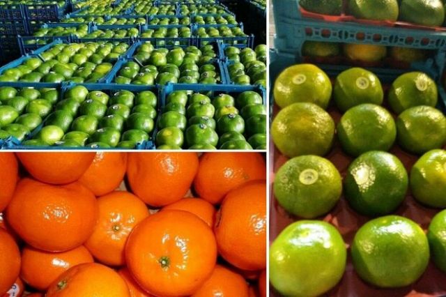 گران فروشی میوه به سبک شرکت های بسته بندی