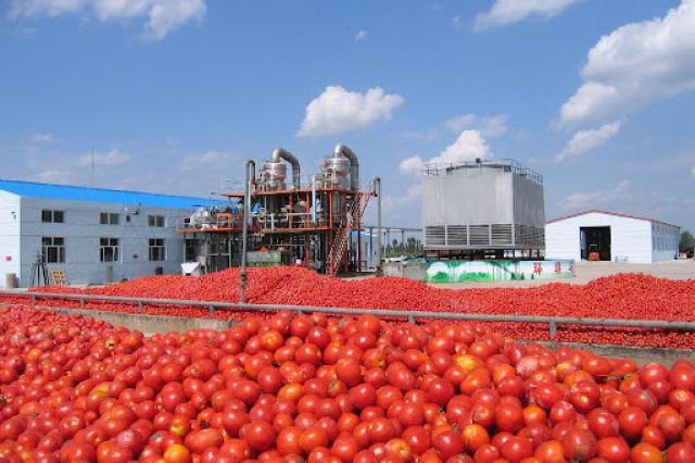 کار خوب شرکت دشت مرغاب، یک و یک برای توسعه بازار های صادراتی