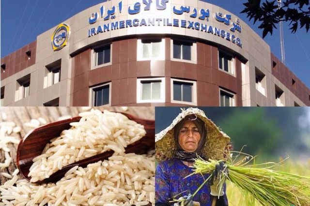 با گشایش یک انبار جدید؛ معاملات برنج در بورس کالا رونق می گیرد