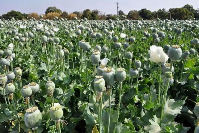 عضو کمیسیون بهداشت مجلس: میزان کشت خشخاش در استان‌های ایران بسیار بالا رفته/ در استانی که قبلا برنج می‌کاشتند، امروز به کاشت خشخاش روی آوردند