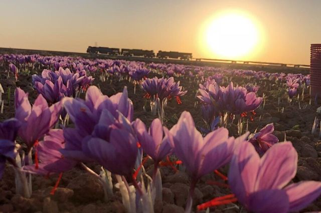 سرمایه گذاران زعفران بخوانند؛ زمان تحویل قرارداد آتی زعفران نگین با سررسید تیر