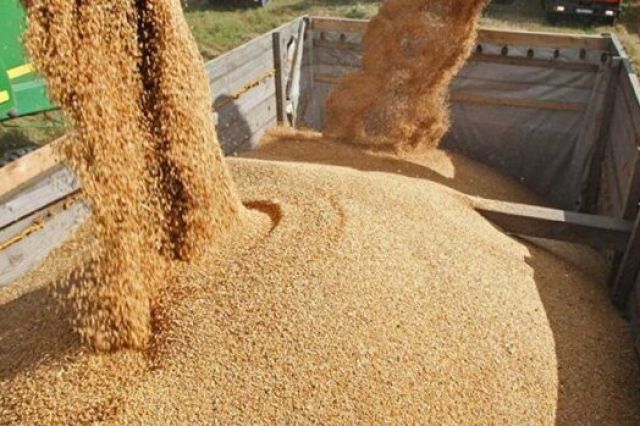 ارزش واردات نهاده دامی ۵۵ درصد رشد کرد