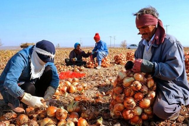 پیاز هم وارداتی شد!