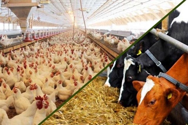 درخواست واردکنندگان خوراک دام و طیور؛ واردات خوراک دام و طیور از مالیات بر ارزش افزوده معاف شود