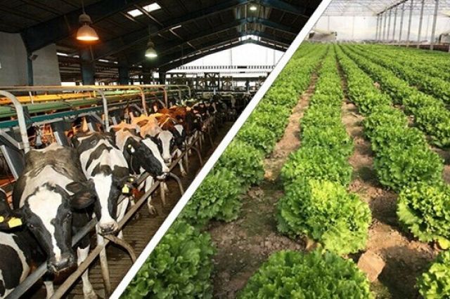 سیگنال خرید در گروه زراعت از دل گزارش‌های فصلی