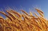 دورخیز معنا دار قیمت غلات 
