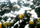 نخستین برف پائیزی در بام ایران (تصاویر) 