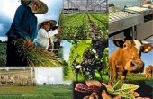 شکست ترند نزولی در «زمگسا»