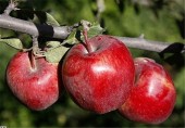 ١.۵ میلیون تن سیب در معرض فساد/صادرات به مشکل خورد