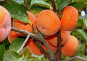 افزایش نجومی قیمت‌ ها درشب چله / خرمالو کم یاب شد 