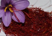 صادرات ۲۰ کیلوگرم زعفران به آمریکا
