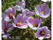  امروز صورت می گیرد؛ عرضه ۲۰ کیلو زعفران در تالار نقره ای