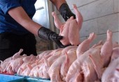  مدیرعامل شرکت پشتیبانی امور دام خبر داد/ توزیع گوشت مرغ منجمد از فردا در سراسر کشور