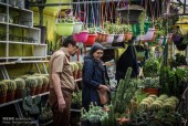 بازار گل تهران در آستانه سال نو (تصاویر) 