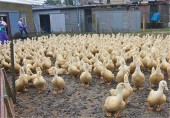  سود ۳۰ درصدی پرورش اردک/ بسیج سازندگی ۳۰ میلیون تومان وام می‌دهد