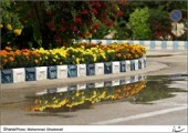  کاشت نهال در سازمان منطقه ویژه اقتصادی لاوان