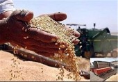  نرخ خرید تضمینی ۲۵ محصول کشاورزی + جدول