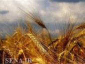  امروز عرضه می‌شود/ دو هزار و ۵٠٠ تن گندم و شکر در تالار محصولات کشاورزی
