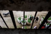 نرخ خرید تضمینی چای اعلام شد