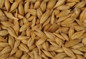 متوقف شدن اختصاص ارز مبادله‌ای به واردات "جو"