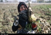  نایب‌رئیس کمیسیون کشاورزی مجلس: دولت یارانه شکر را نداد؛ کارخانه‌داران پول چغندرکاران را نپرداختند 