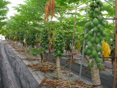  پاپایا چگونه وارد ایران می شود؟ 