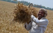  عیدی ۲۶۵۰ میلیارد تومانی بورس کالا به گندمکاران... 