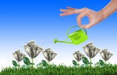 رویش جوانه های امید در صندوق ها