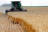 مسیر دشوار دولت برای حفظ خودکفایی گندم