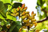 نقش بورس کالای ایران در تسریع روند صادرات پسته
