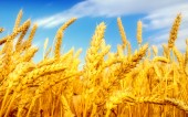یک نماینده مجلس: لزوم حمایت از عرضه گندم در بورس کالا بیش از پیش احساس می‌ شود، اما... 