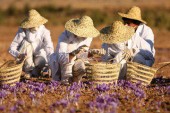 زعفران ایران برای اولین بار شناسنامه دار شد/استقبال کشاورزان از سیاست خرید توافقی