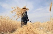 معاون وزیر جهادکشاورزی: گندم با حجم بالا امسال در بورس کالا عرضه می شود